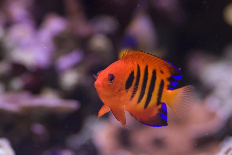 a bright orange flame angel fish