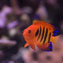 1239-flame_angel_fish2172.jpg