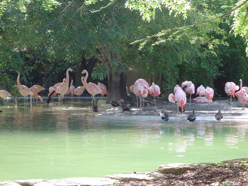 beautiful birds - american pink flamingos