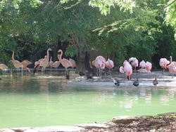663-pink flamingos