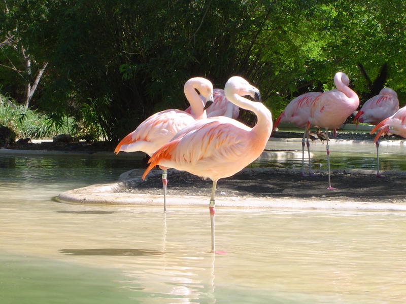 beautiful birds - american pink flamingos