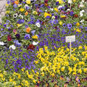 1148-flower_stall_1787.jpg