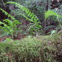 891-forest_fern_02033.JPG