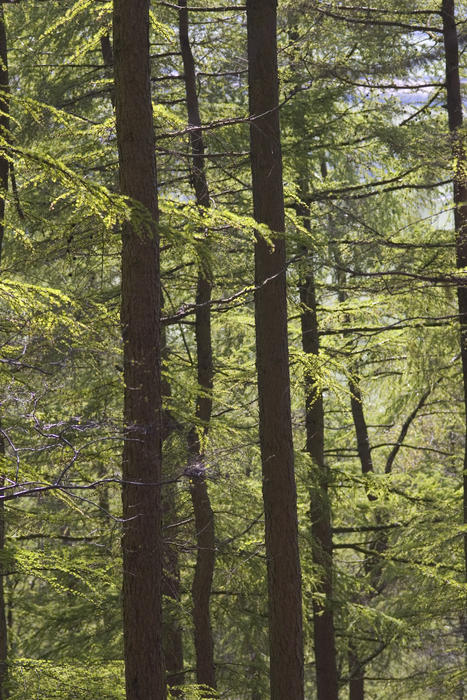 vertical lines and green leaves, trees in a forest glade