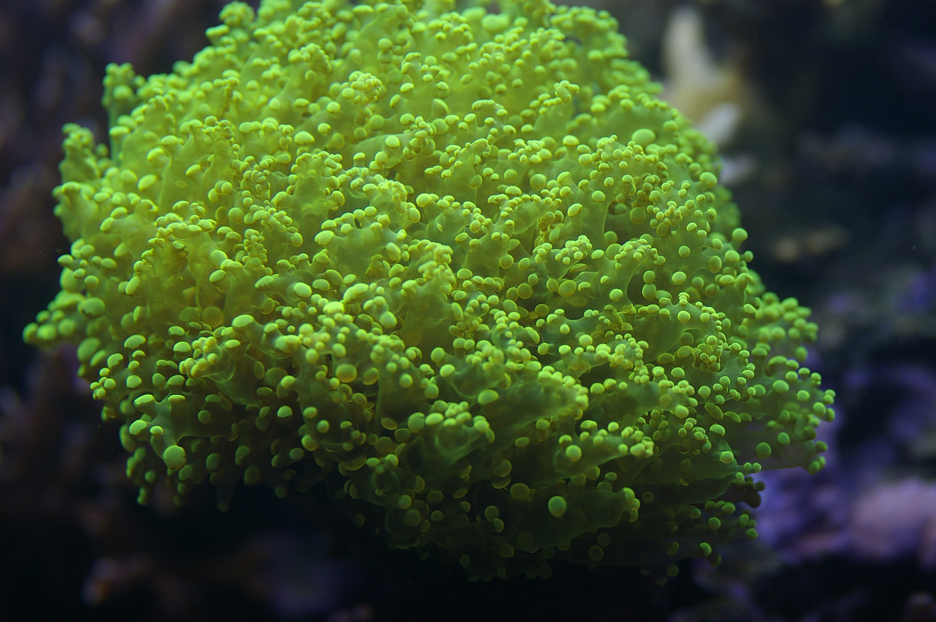 coral and green