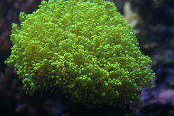 1199-frogspawn_green_branching_coral0690.JPG