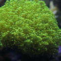 1199-frogspawn_green_branching_coral0690.JPG