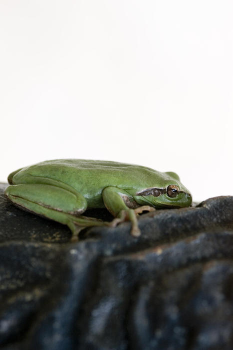 a small green tree frog on a leaf