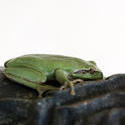 1132-green_frog_1628.jpg