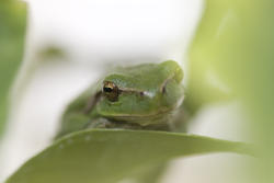 1133-green_frog_1631.jpg
