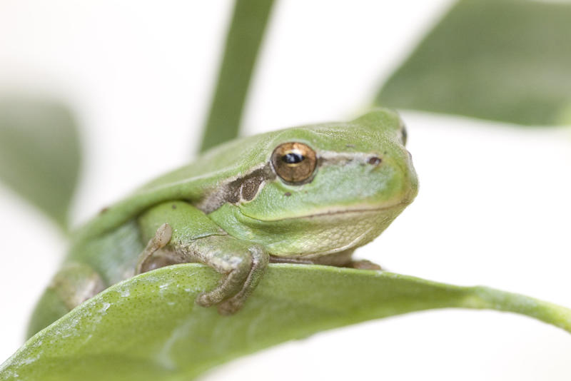 a small green tree frog on a leaf