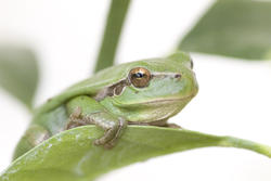 1134-tree frog