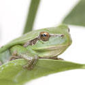 1134-tree frog