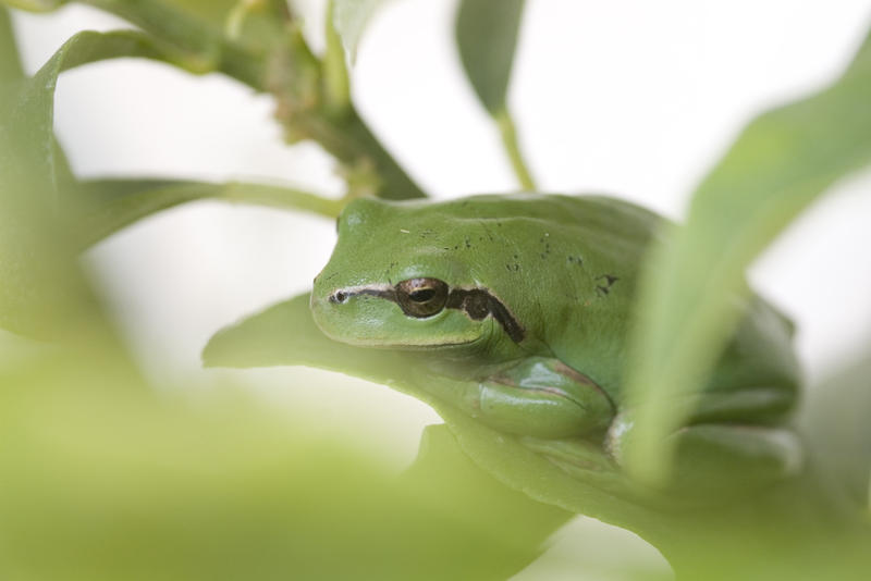 a small green tree frog on a leaf