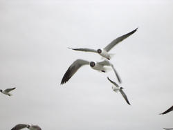 665-gulls
