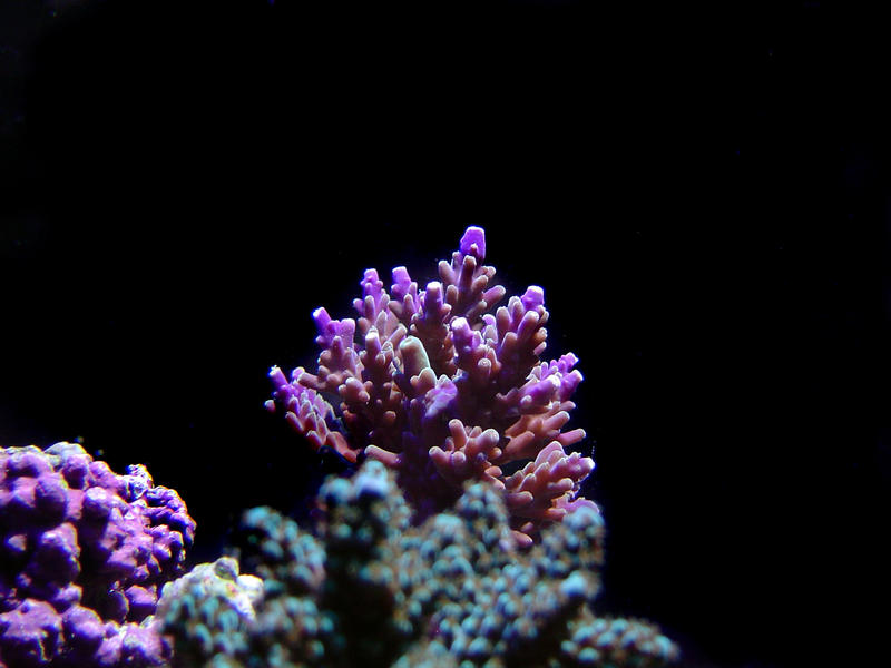 a selection of hard staghorn corals against a black background