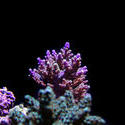 1240-hard_corals_02392.JPG