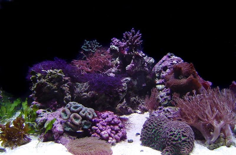 a selection of hard corals against a black background, staghorn and heteroxenia polyps