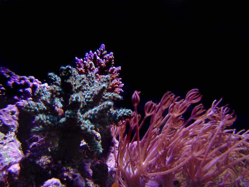 a selection of hard corals against a black background, staghorn and heteroxenia polyps