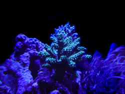 1201-hard_corals_02419.JPG