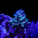 1201-hard_corals_02419.JPG