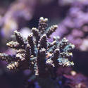 1242-hard_corals_2182.jpg