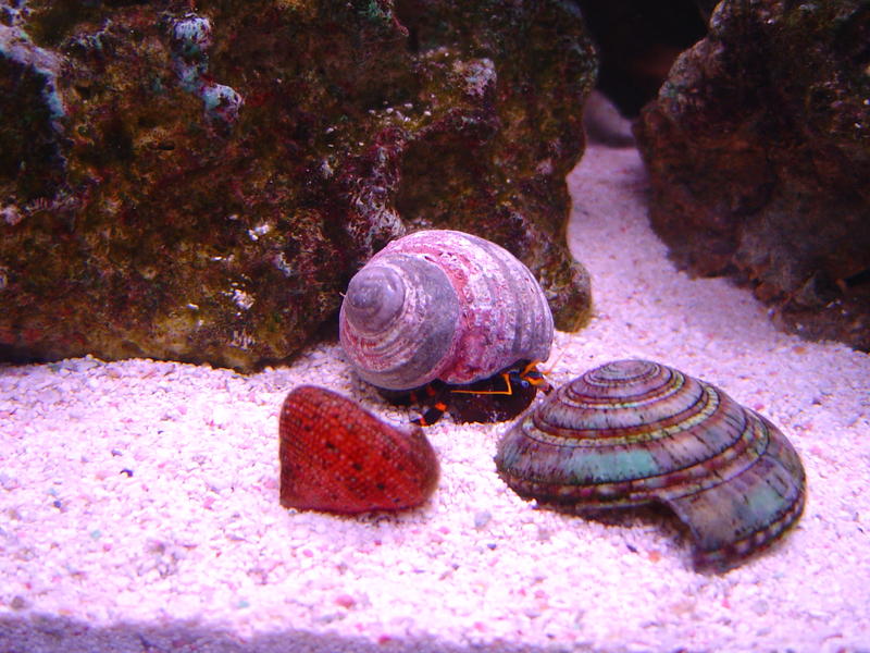 a blue legged hermit crab hinds in his shell