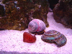 1202-hermit_crab_00914.JPG