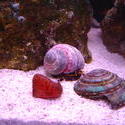 1202-hermit_crab_00914.JPG