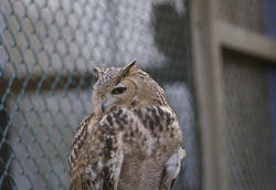 827-eagle owl