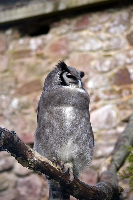 a horned or eagle owl