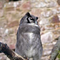 828-eagle owl