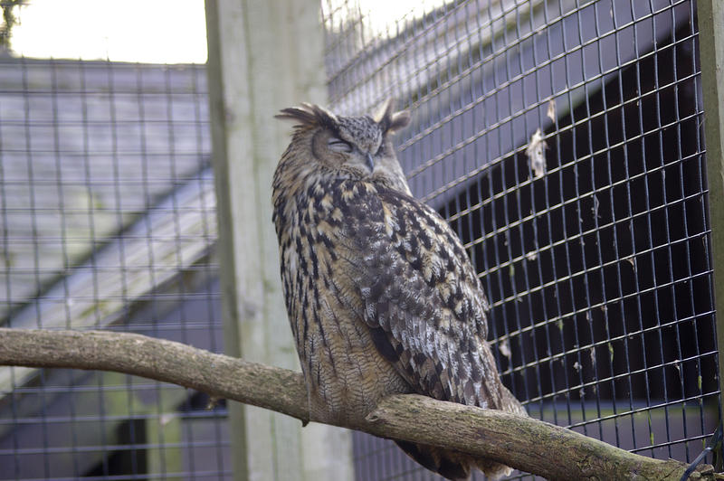 a horned or eagle owl