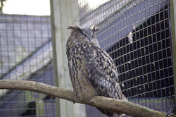 829-eagle owl