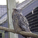 829-eagle owl