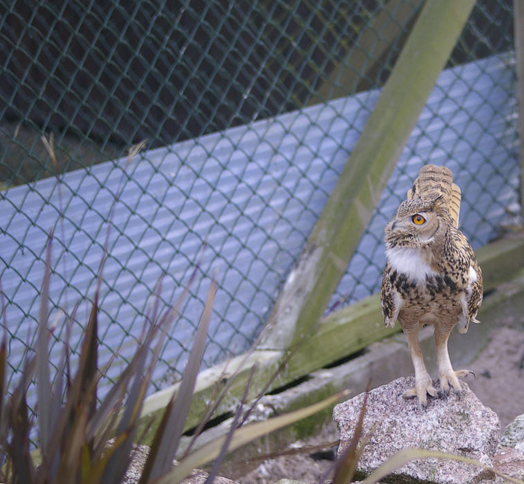 a horned or eagle owl