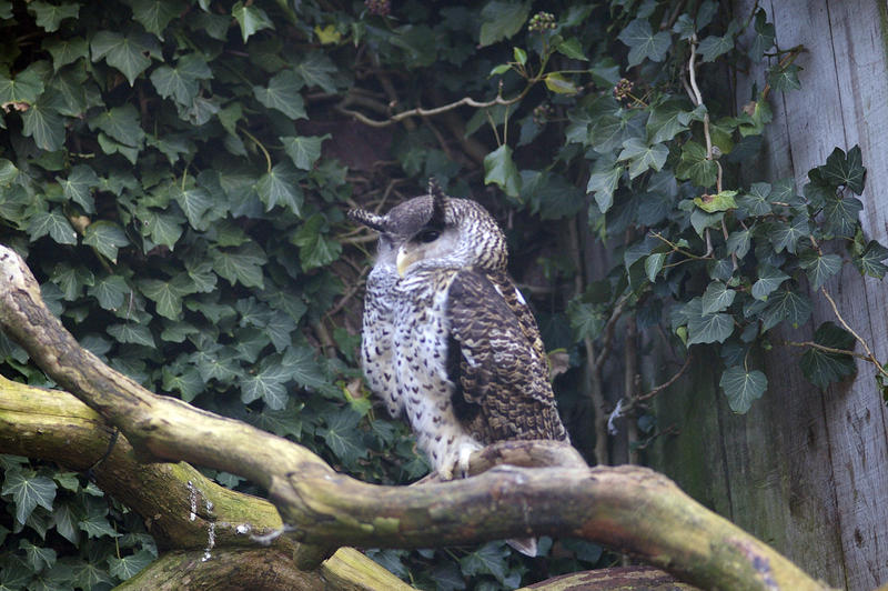 a horned or eagle owl