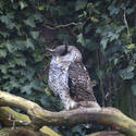 831-eagle owl