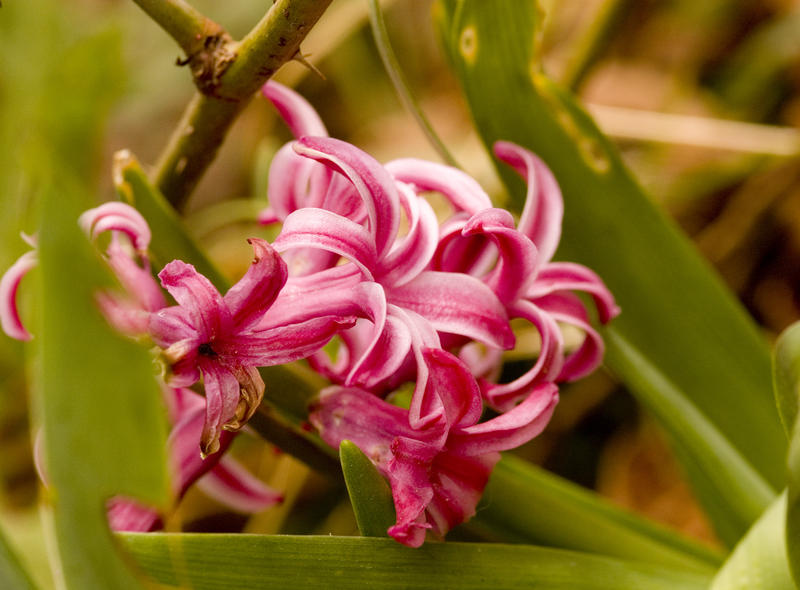 Hyacinthus, or hyacinth a common flowering plant