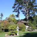 989-japanese_tea_gardens02178.JPG