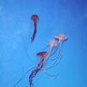 867-jelly_fish_02064.JPG