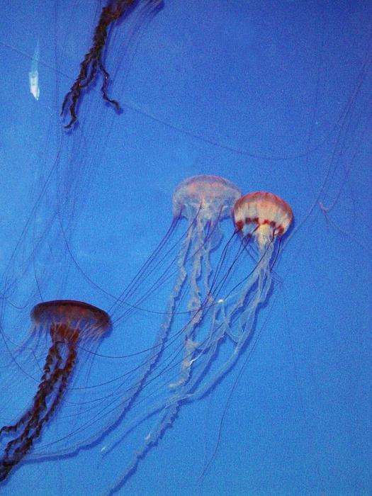 jelly fish underwater