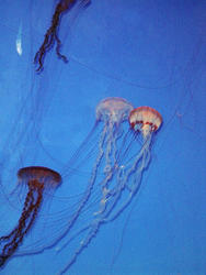 868-jelly_fish_02065.JPG