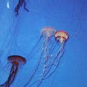 868-jelly_fish_02065.JPG