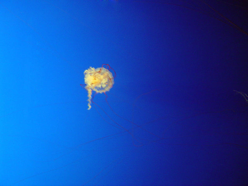 jelly fish underwater