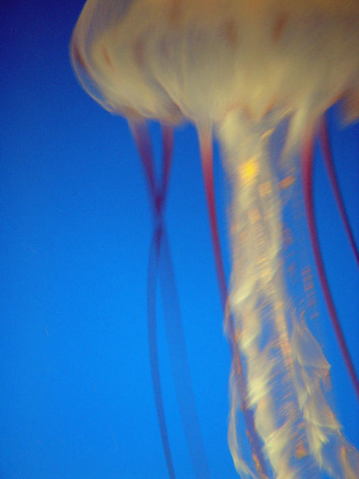 jelly fish underwater