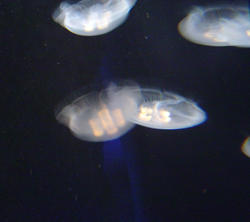 872-jelly_fish_02074.JPG