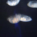 872-jelly_fish_02074.JPG