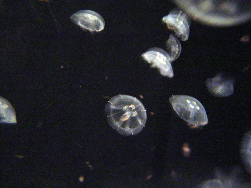 jelly fish underwater