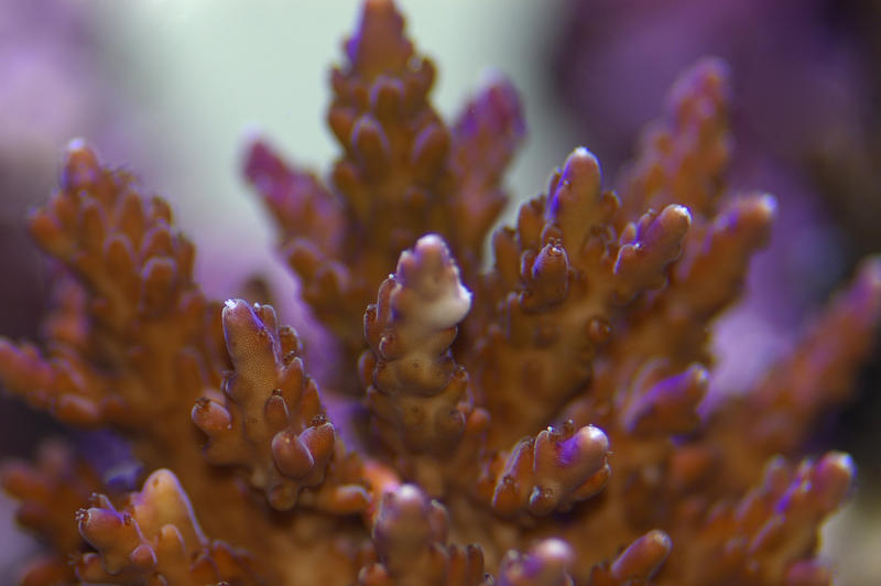 colourful purple and blue display of juvenile staghorn corals